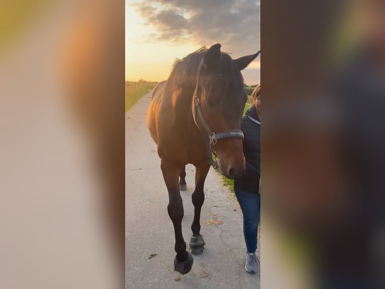 Koń reński Wałach 16 lat 168 cm Gniada in Neunkirchen-Seelscheid