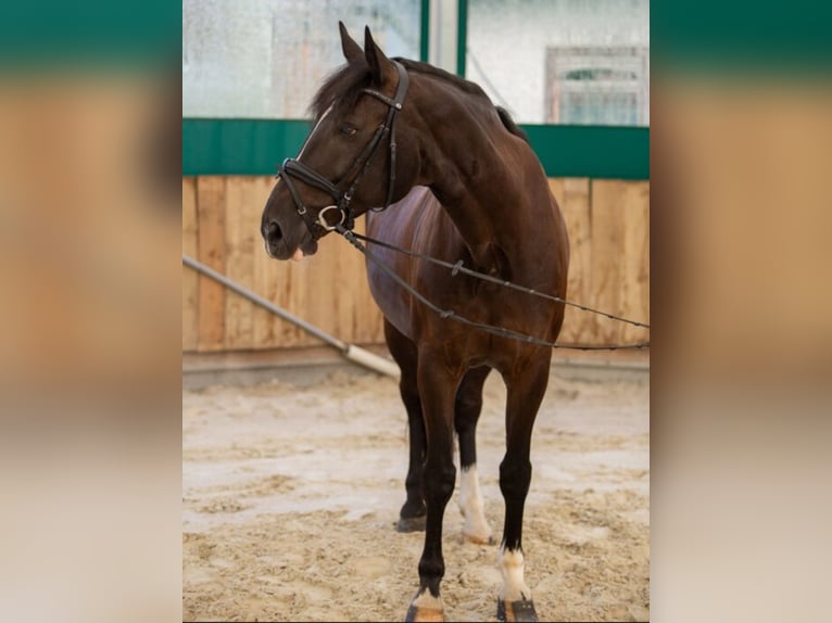 Koń reński Wałach 18 lat 169 cm Skarogniada in Düren