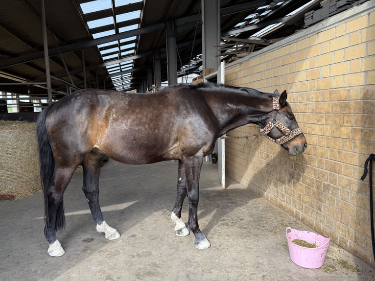 Koń reński Wałach 19 lat 176 cm Ciemnogniada in Mönchengladbach