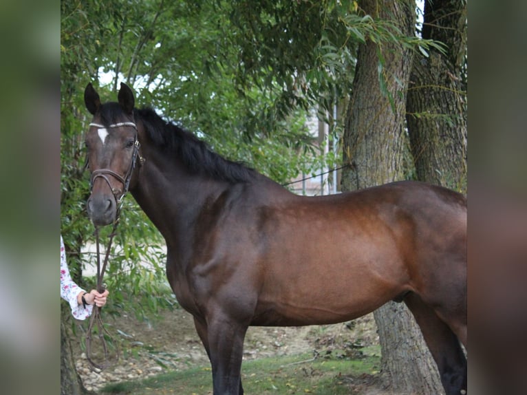 Koń reński Wałach 20 lat 170 cm Ciemnogniada in Goch