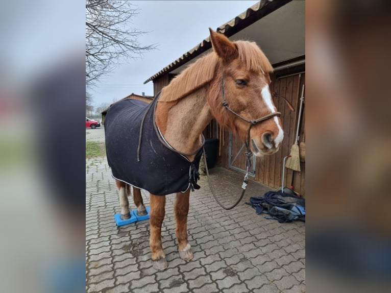 Koń reński Wałach 26 lat 165 cm Kasztanowata in Neustadt an der Weinstraße
