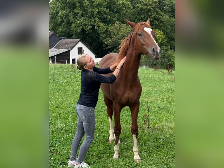 Koń reński Wałach 2 lat 168 cm Kasztanowata in Eschweiler