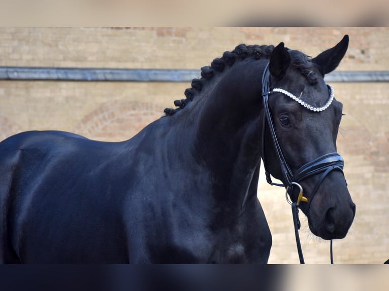 Koń reński Wałach 3 lat 172 cm Kara in Neuss