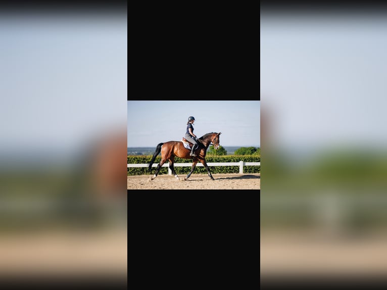 Koń reński Wałach 5 lat 164 cm Ciemnogniada in Rheinbach