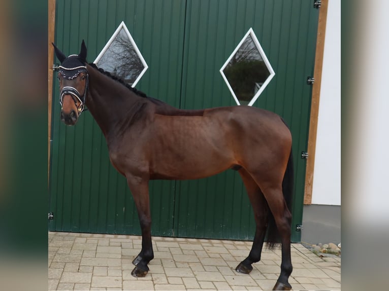 Koń reński Wałach 5 lat 170 cm Gniada in Haiger