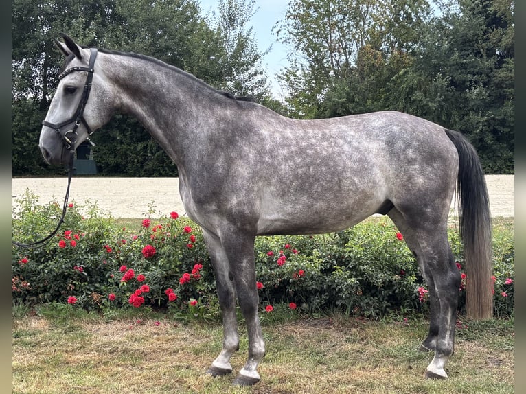 Koń reński Wałach 5 lat Siwa in Nienburg (Weser)