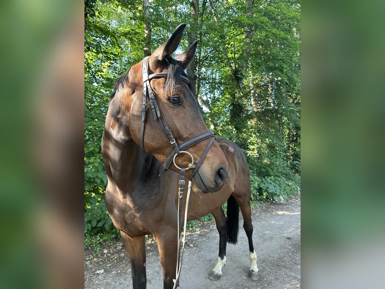 Koń reński Wałach 6 lat 170 cm Ciemnogniada in Nienburg (Weser)