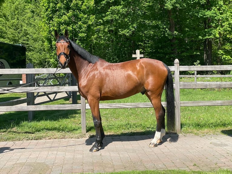 Koń reński Wałach 6 lat 174 cm Gniada in Havixbeck