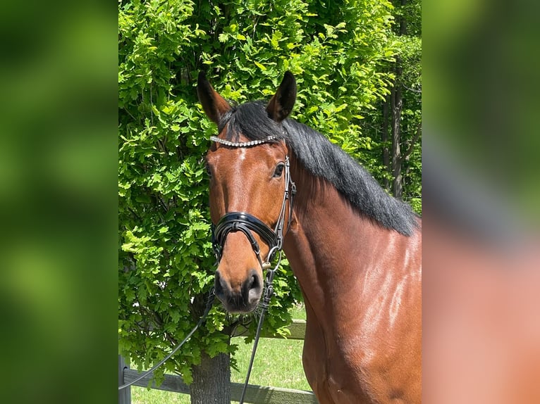Koń reński Wałach 6 lat 174 cm Gniada in Havixbeck