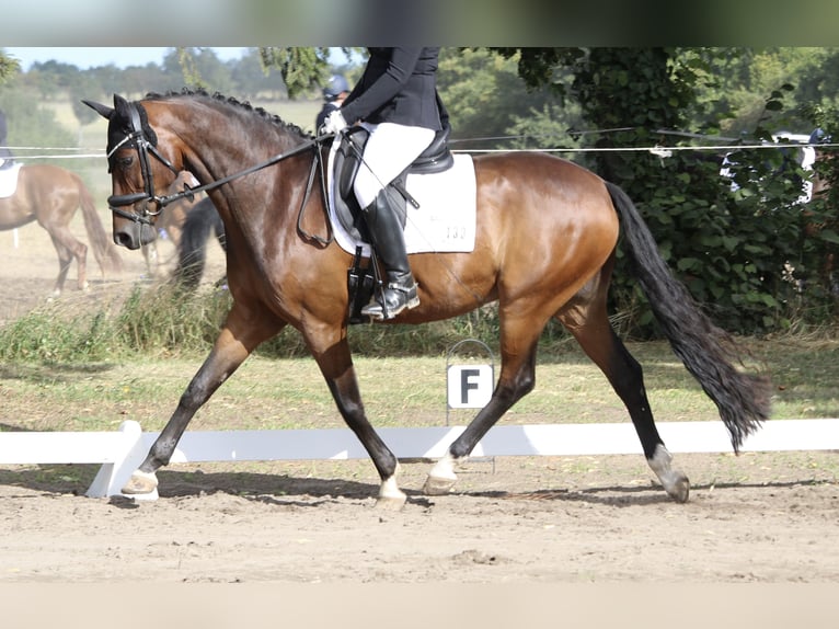 Koń reński Wałach 8 lat 165 cm Gniada in Neuruppin