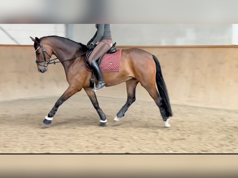 Koń reński Wałach 8 lat 165 cm Gniada in Neuruppin