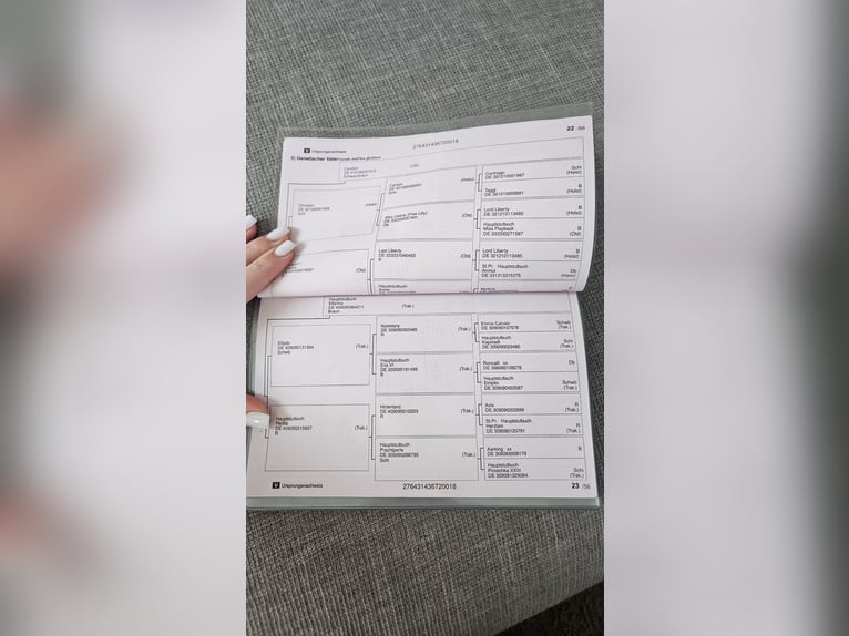 Koń reński Wałach 8 lat 165 cm Gniada in Wittmund