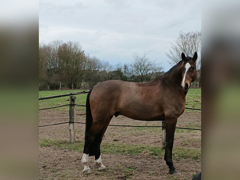 Koń reński Wałach 8 lat 172 cm Ciemnogniada in Barenburg