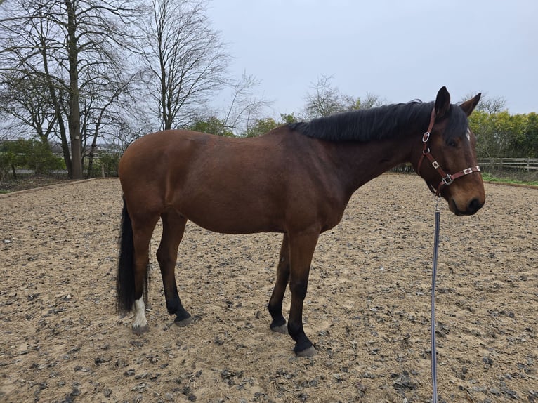 Koń reński Wałach 8 lat 172 cm Gniada in Oldenburg in Holstein