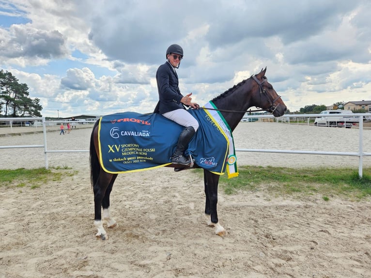 Koń reński Wałach 9 lat 172 cm Ciemnogniada in Obórznia