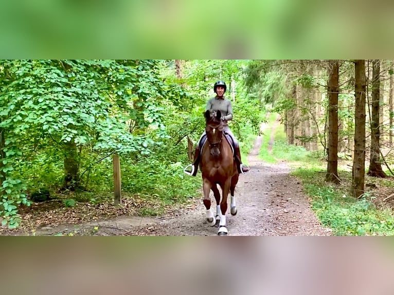 Koń reński Wałach 10 lat 176 cm Ciemnokasztanowata in Morud