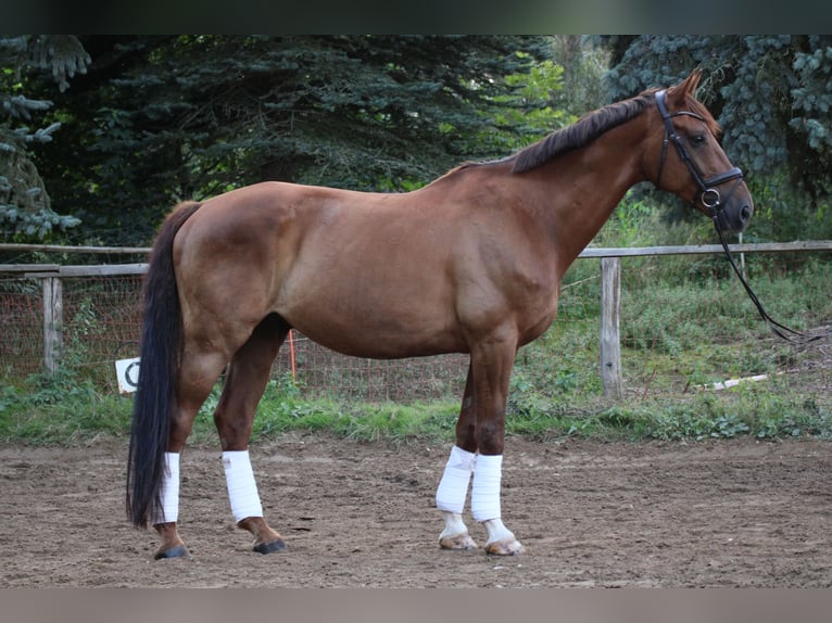 Koń reński Wałach 11 lat 172 cm Kasztanowata in Hartenstein