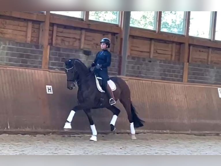 Koń reński Wałach 11 lat 180 cm Gniada in Neuss