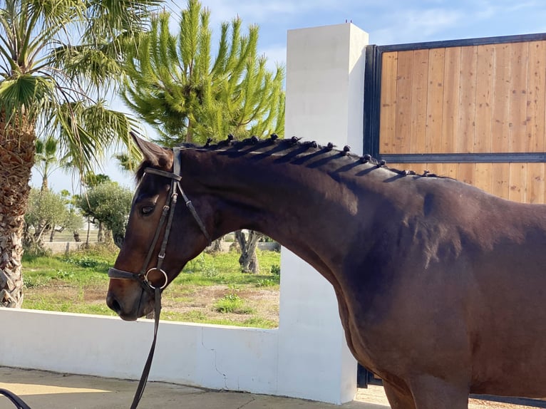 Koń reński Wałach 12 lat 168 cm Ciemnogniada in Burriana