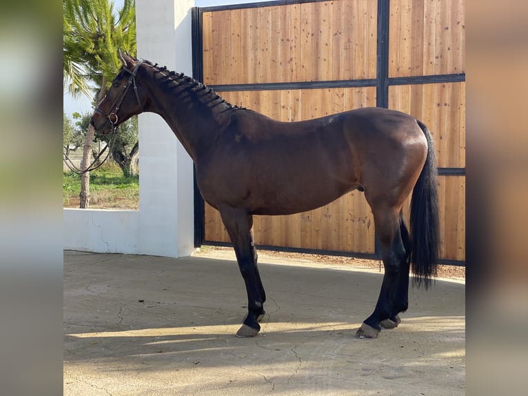Koń reński Wałach 12 lat 168 cm Ciemnogniada in Burriana