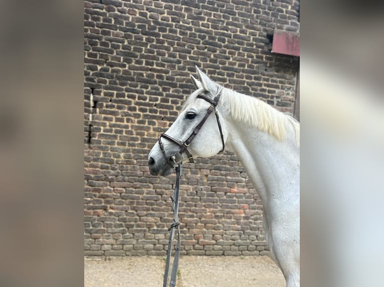 Koń reński Wałach 12 lat 170 cm Siwa in Düsseldorf