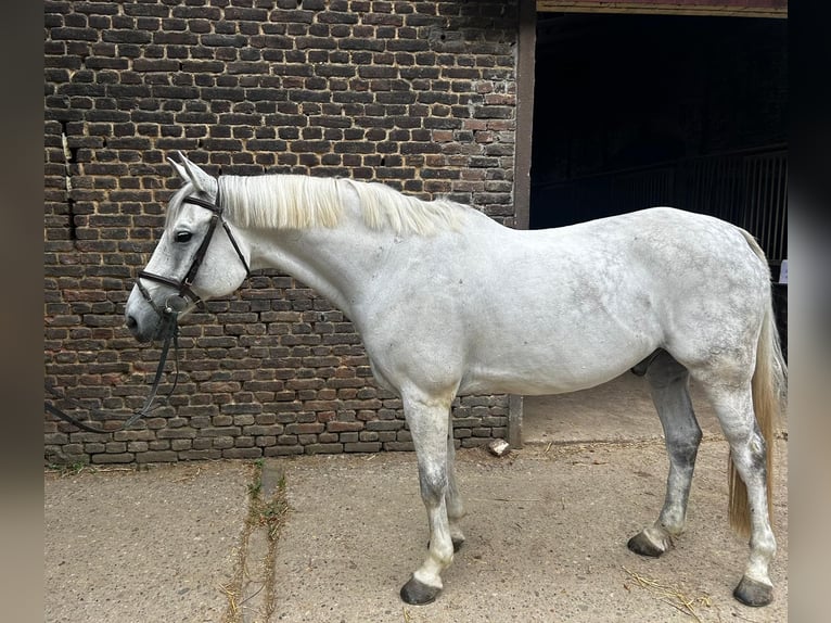 Koń reński Wałach 12 lat 170 cm Siwa in Düsseldorf