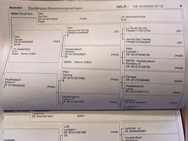 Koń reński Wałach 12 lat 178 cm Ciemnogniada in Goch