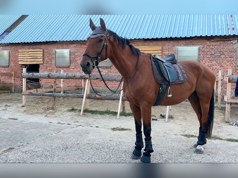 Koń reński Wałach 12 lat 185 cm Gniada in Lühmannsdorf