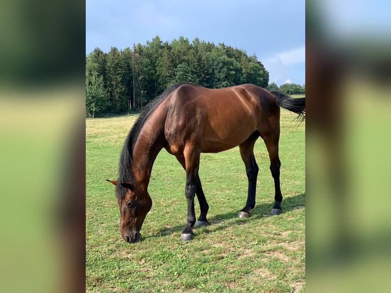 Koń reński Wałach 13 lat 170 cm Gniada in Fronreute