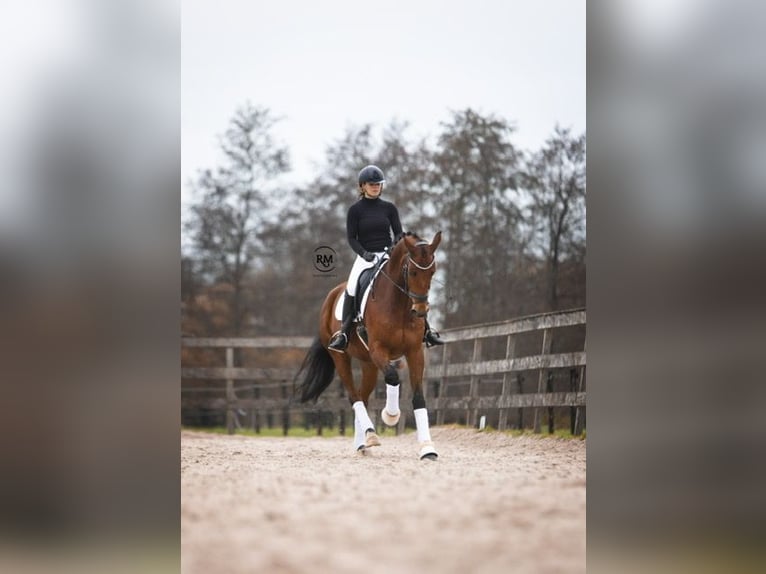 Koń reński Wałach 13 lat 170 cm Gniada in Hemrik