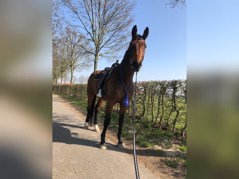 Koń reński Wałach 13 lat 180 cm Gniada in Gangelt