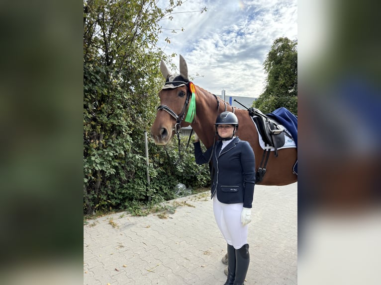 Koń reński Wałach 13 lat 185 cm Kasztanowata in Aachen