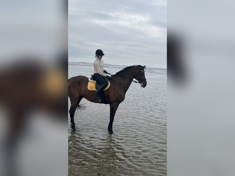 Koń reński Wałach 13 lat 187 cm Gniada in Cuxhaven