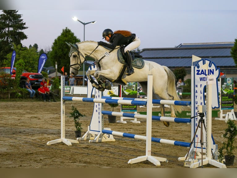 Koń reński Wałach 14 lat 170 cm Siwa in Heistern