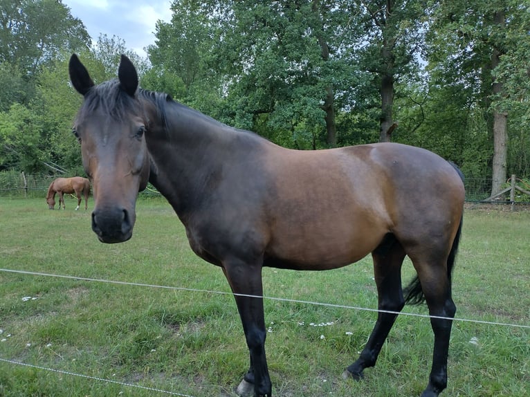 Koń reński Wałach 14 lat 172 cm Gniada in Genthin