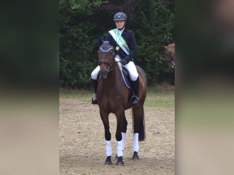 Koń reński Wałach 14 lat 175 cm Ciemnogniada in Reutlingen