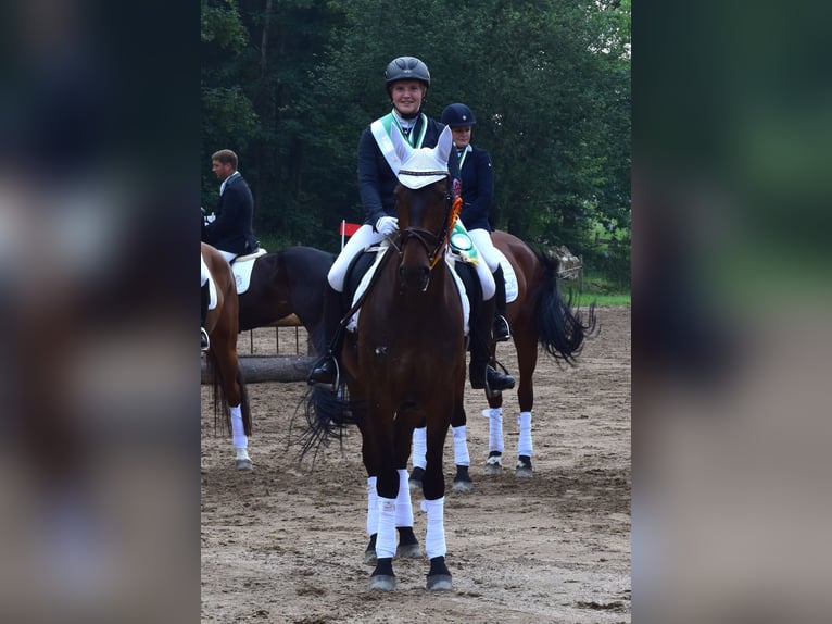 Koń reński Wałach 14 lat 175 cm Ciemnogniada in Reutlingen