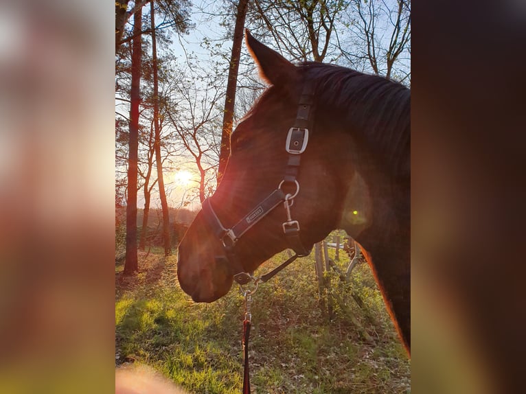 Koń reński Wałach 14 lat 178 cm Ciemnogniada in Wietmarschen