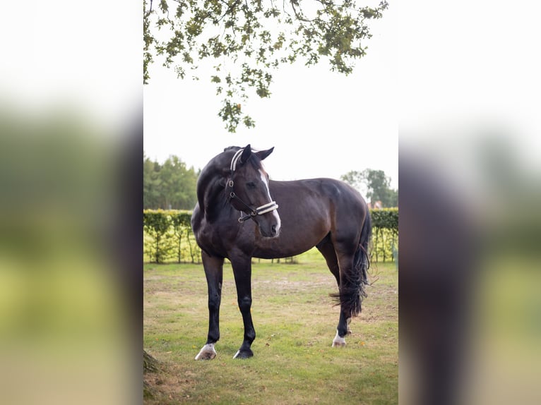 Koń reński Wałach 14 lat 178 cm Ciemnogniada in Wietmarschen