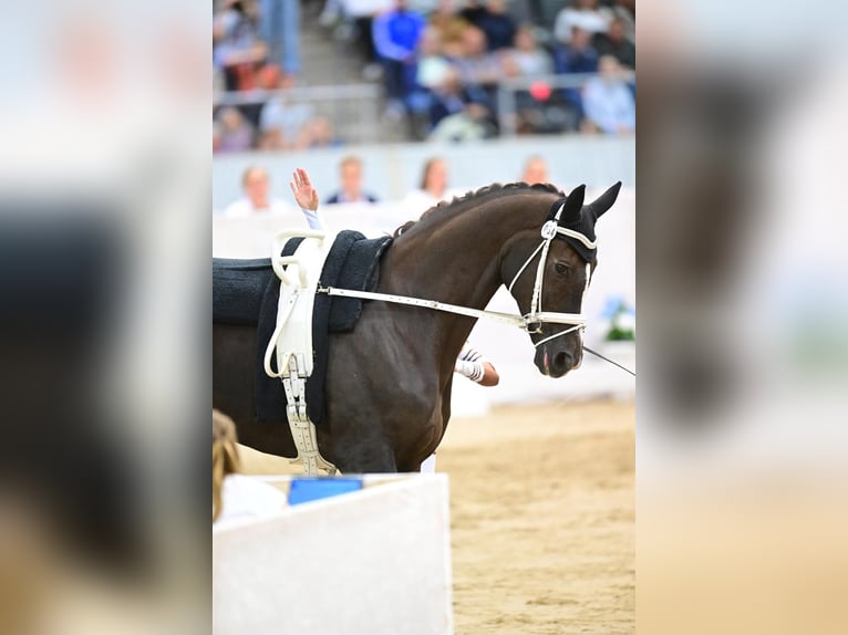 Koń reński Wałach 14 lat 184 cm Ciemnokasztanowata in Neuss