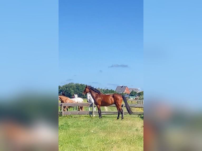 Koń reński Wałach 14 lat 187 cm Gniada in Cuxhaven