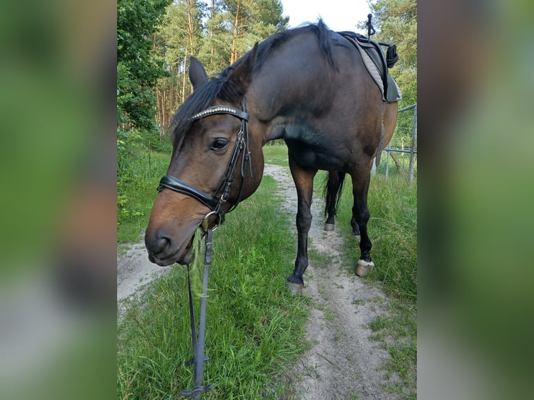 Koń reński Wałach 15 lat 172 cm Gniada in Genthin