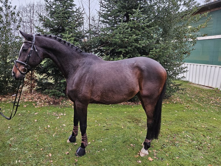 Koń reński Wałach 15 lat 178 cm Ciemnogniada in Wietmarschen