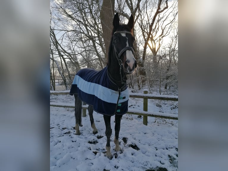 Koń reński Wałach 15 lat 178 cm Skarogniada in Neuharlingersiel