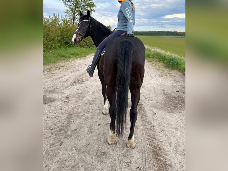 Koń reński Wałach 15 lat 178 cm Skarogniada in Neuharlingersiel