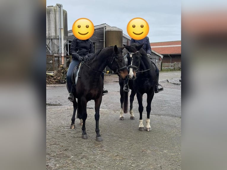 Koń reński Wałach 15 lat 178 cm Skarogniada in Neuharlingersiel