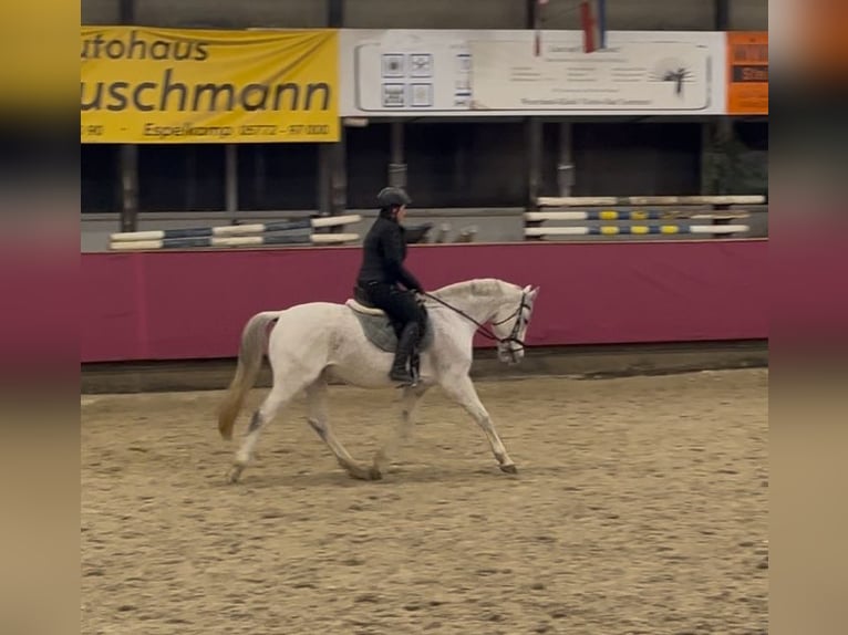 Koń reński Wałach 16 lat 160 cm Siwa in Vlotho