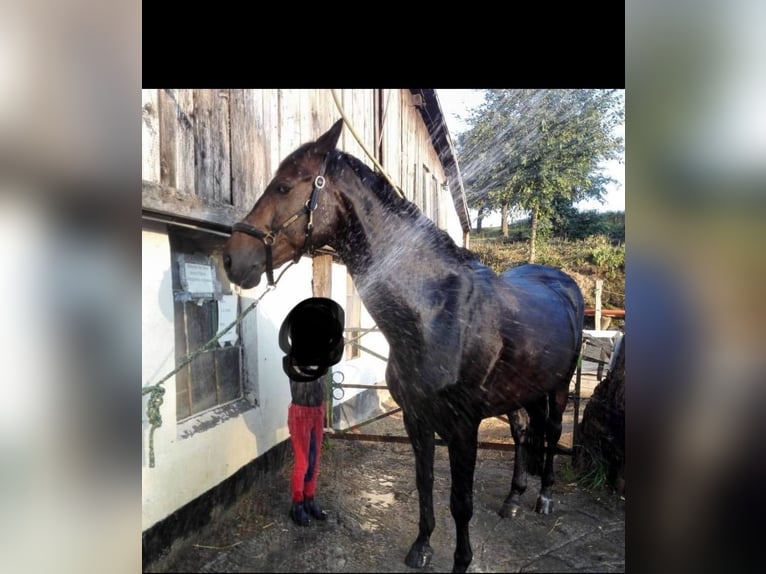 Koń reński Wałach 17 lat 173 cm Skarogniada in Essen