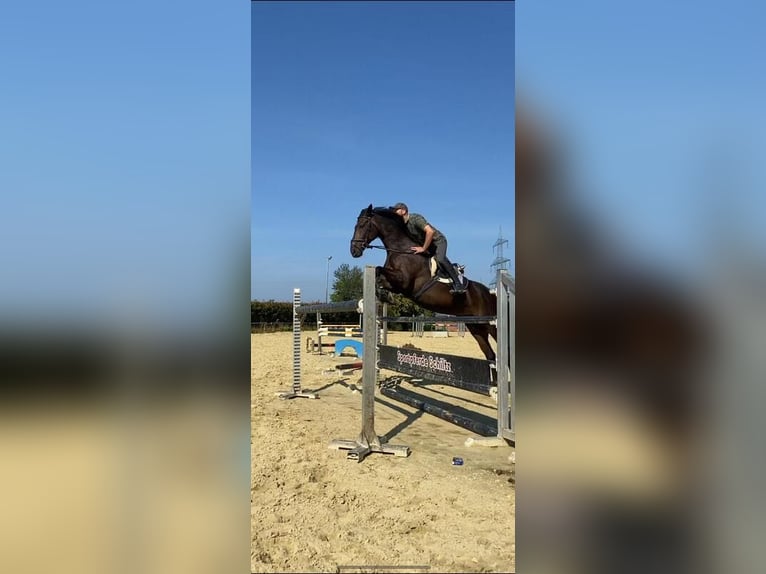 Koń reński Wałach 17 lat 173 cm Skarogniada in Essen