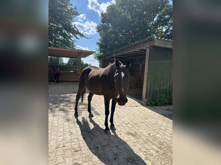 Koń reński Wałach 19 lat 172 cm Gniada in Kamp-Lintfort